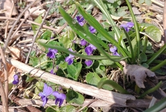 Viola odorata