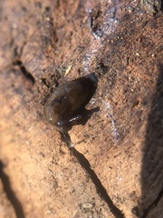 Deroceras