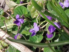 Viola odorata