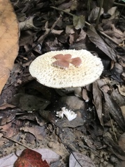 Clarkeinda trachodes