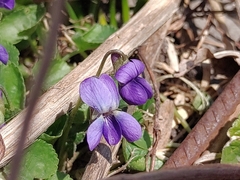 Viola odorata
