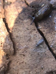 Deroceras