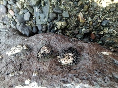Saccostrea