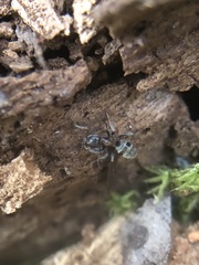 Liometopum microcephalum