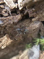 Liometopum microcephalum