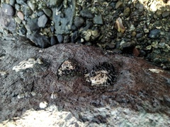 Saccostrea