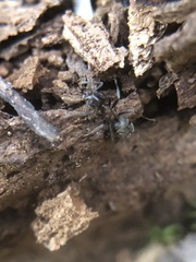 Liometopum microcephalum