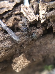 Liometopum microcephalum