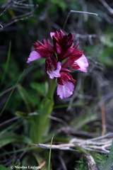 Anacamptis papilionacea aegaea