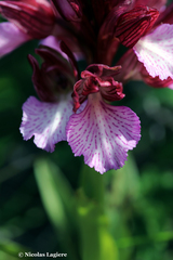 Anacamptis papilionacea aegaea