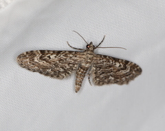 Eupithecia nanata