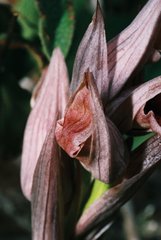 Serapias nurrica