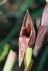 Serapias nurrica