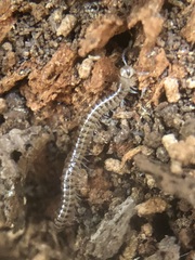 Diplopoda
