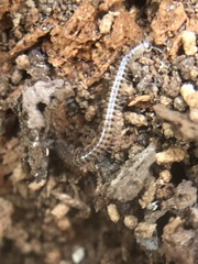 Diplopoda