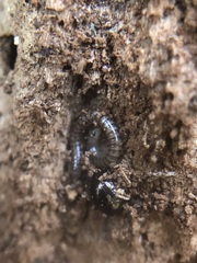 Diplopoda