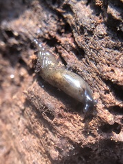 Stylommatophora