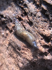Stylommatophora