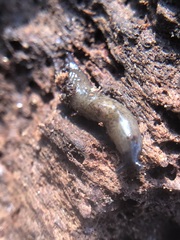 Stylommatophora