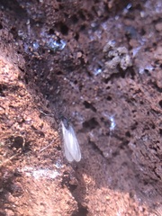Diptera