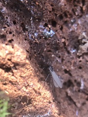 Diptera