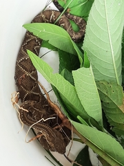 Crotalus durissus terrificus
