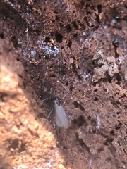 Diptera