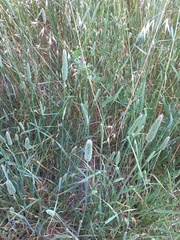 Phleum pratense