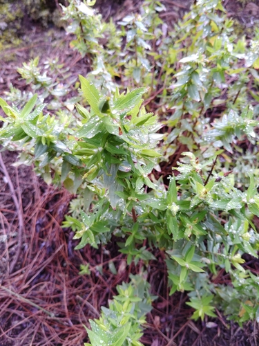 Hypericum reflexum (Hypericum reflexum)
