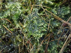 Plagiothecium curvifolium