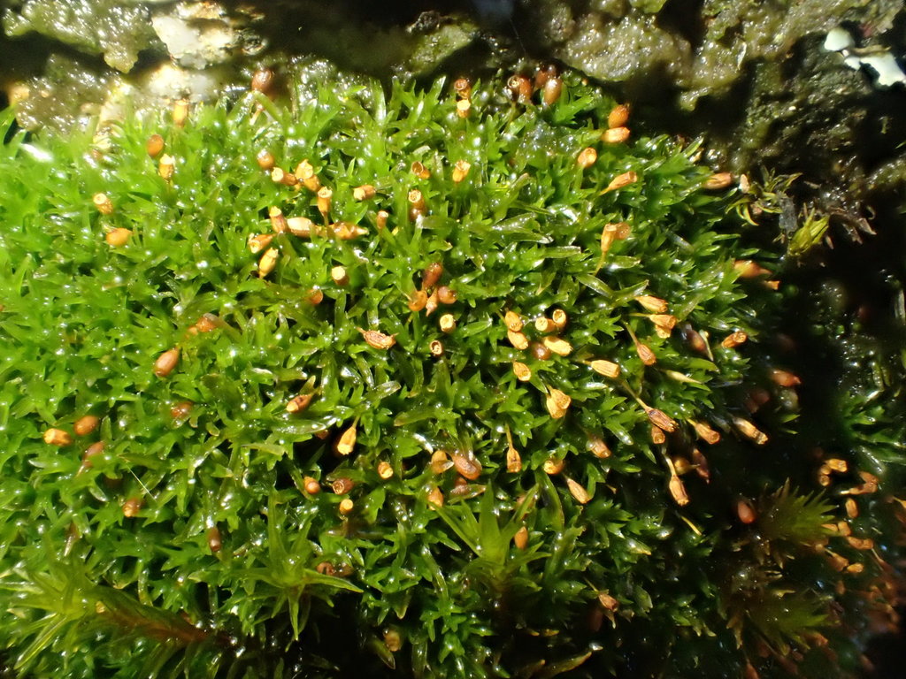Greater Streak-moss