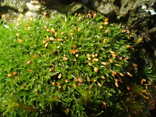 Greater Streak-moss (Rhabdoweisia crenulata)