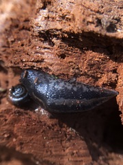 Gastropoda
