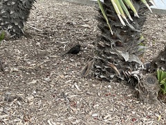 Turdus merula