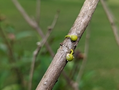 Viscum articulatum