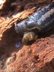 Gastropoda