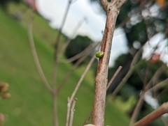 Viscum articulatum