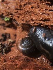 Gastropoda