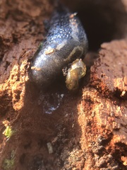 Gastropoda