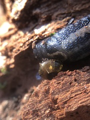 Gastropoda