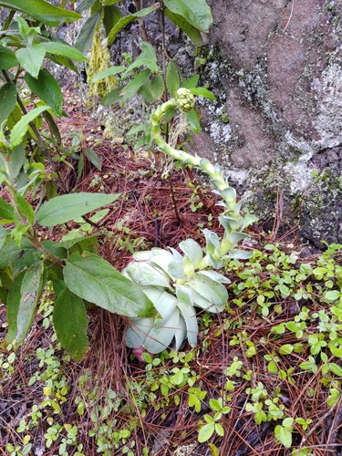 Aeonium aureum