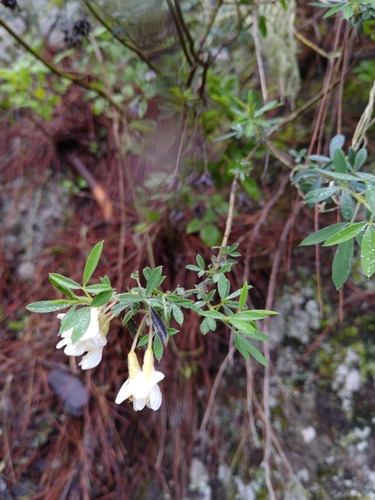 Chamaecytisus proliferus