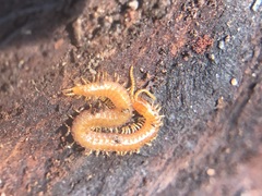 Chilopoda