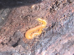 Chilopoda