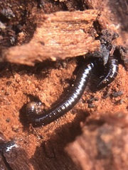 Diplopoda