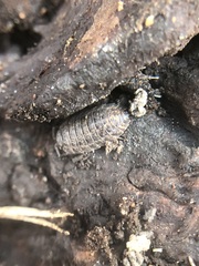 Oniscidea