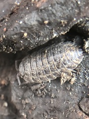 Oniscidea