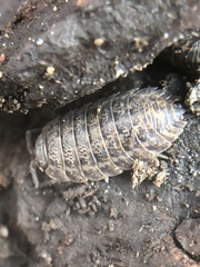 Oniscidea