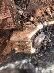 Oniscidea