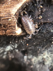 Oniscidea